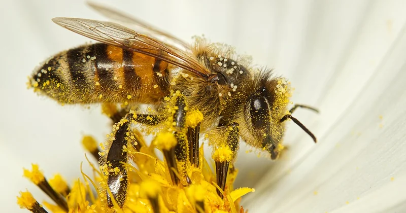 La pollinisation, ce que personne ne vous dit