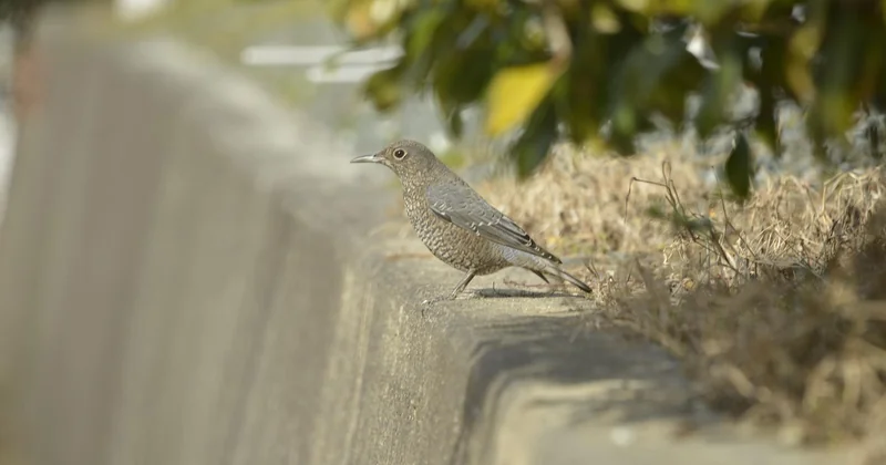 Méthodes naturelles : ce qui fonctionne et ce qui relève du mythe