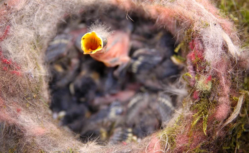 Protéger les nids dans votre jardin