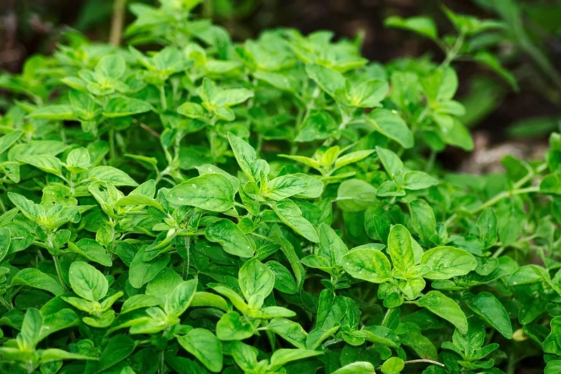 Le choix des plantes : votre équipe de choc aromatique