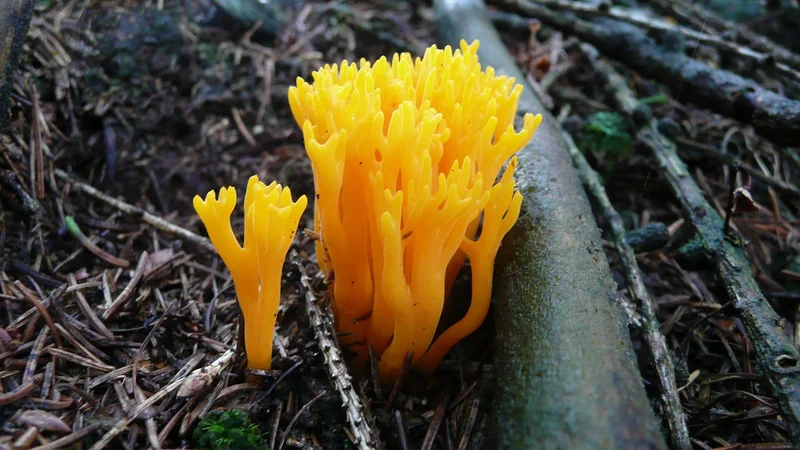 Où et quand le trouver ?