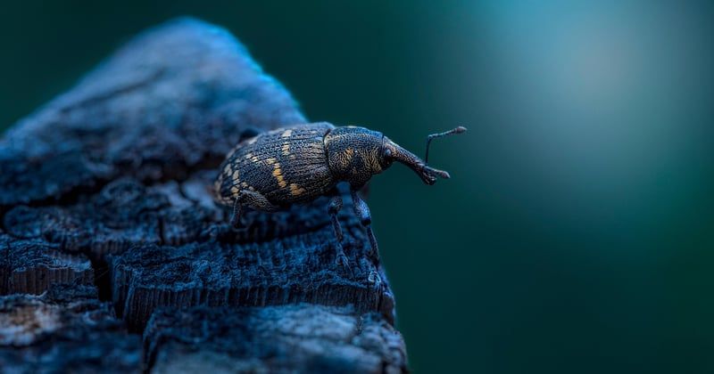 Quels insectes piquent la nuit ? Le guide pour enfin dormir tranquille