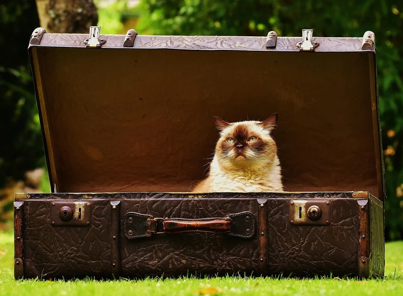 Où acheter une urne mariage valise en 2026 ?