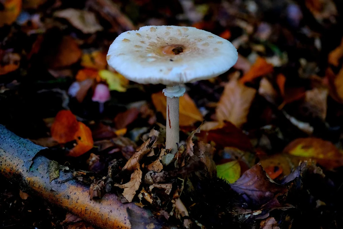 Découvrez le secret du champignon bolet jaune : guide complet 2026