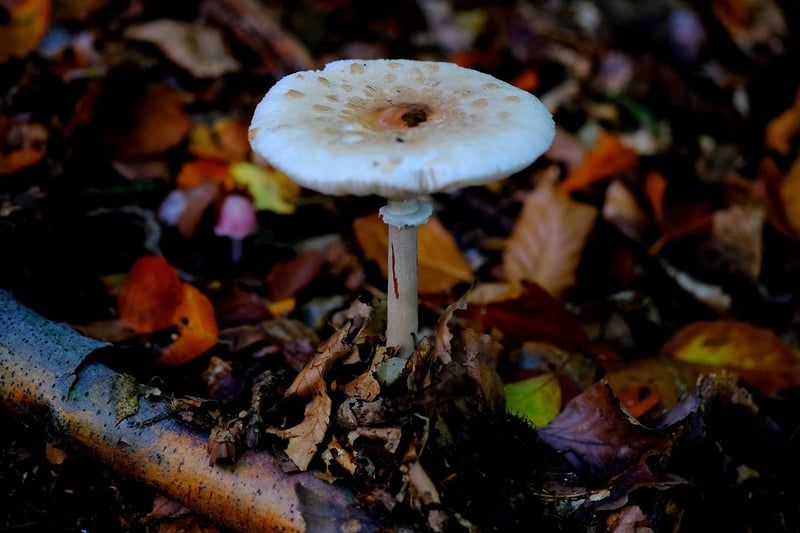 Découvrez le secret du champignon bolet jaune : guide complet 2026