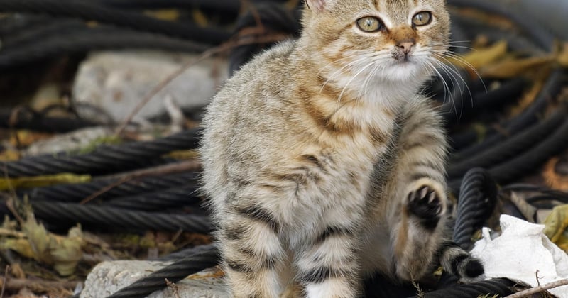 Protéger les câbles électriques d'un chaton : 7 astuces simples et efficaces