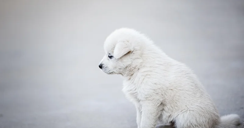 Les avis sur la détection canine : entre enthousiasme et méfiance
