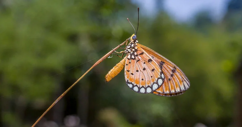 Quel insecte pique la nuit dehors ?
