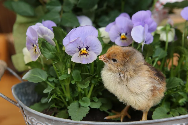 Que faire si vous trouvez un oisillon de mésange au sol ?