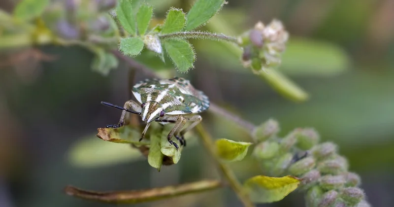 Une seule punaise trouvée : infestation ou simple individu égaré ?