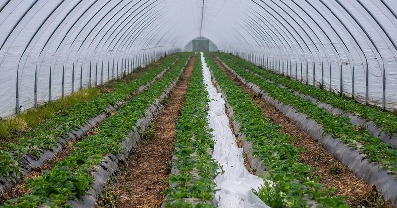 Comment pousse les fraises : le guide surprenant du potager